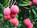 Ripped emperor typeÃ¢â¬â¹ lychees Royalty Free Stock Photo